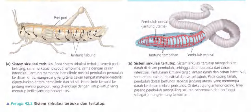 Ilustrasi Bab 42 - Sirkulasi dan Pertukaran Gas