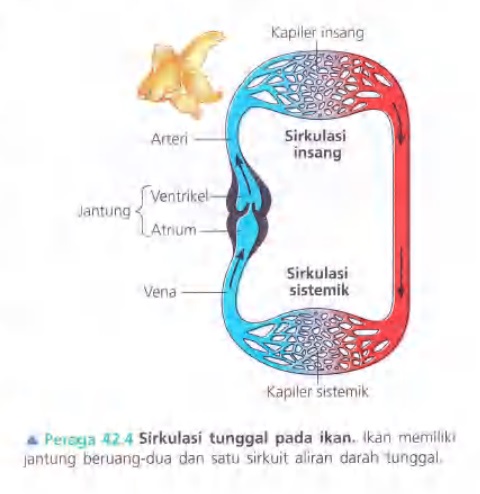 Ilustrasi Bab 42 - Sirkulasi dan Pertukaran Gas