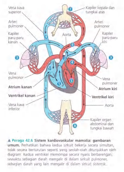 Ilustrasi Bab 42 - Sirkulasi dan Pertukaran Gas