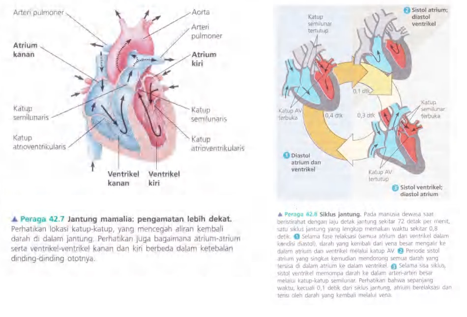 Ilustrasi Bab 42 - Sirkulasi dan Pertukaran Gas