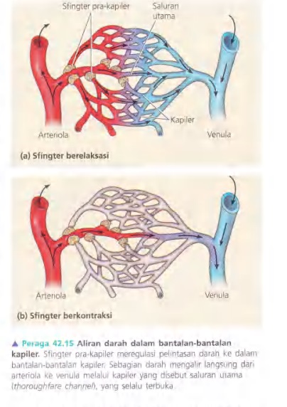 Ilustrasi Bab 42 - Sirkulasi dan Pertukaran Gas