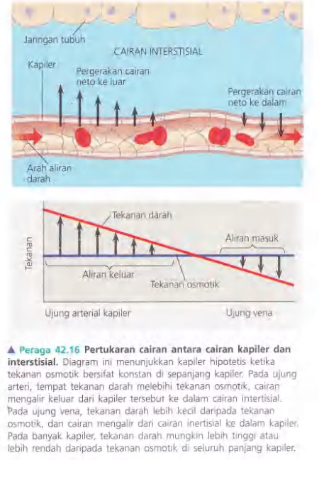 Ilustrasi Bab 42 - Sirkulasi dan Pertukaran Gas