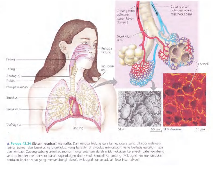 Ilustrasi Bab 42 - Sirkulasi dan Pertukaran Gas