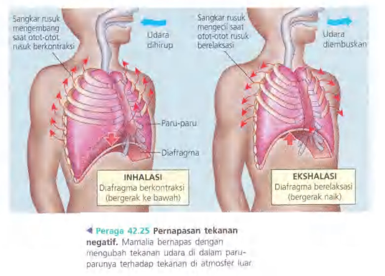 Ilustrasi Bab 42 - Sirkulasi dan Pertukaran Gas