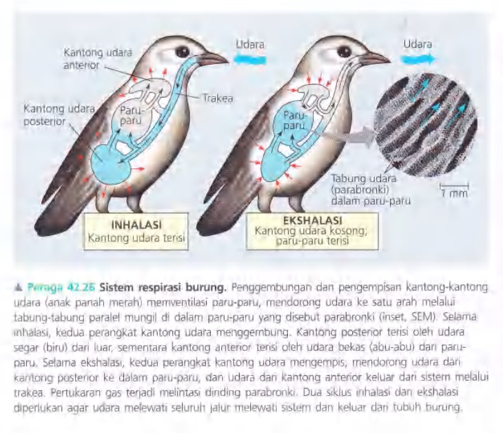 Ilustrasi Bab 42 - Sirkulasi dan Pertukaran Gas