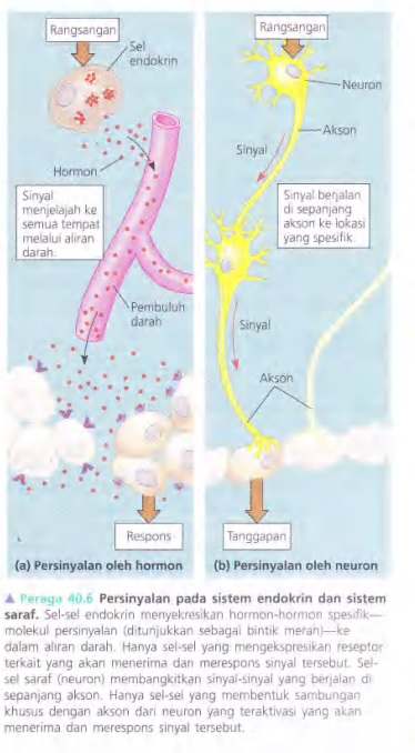 Ilustrasi Bab 40 - Prinsip Dasar Bentuk dan Fungsi Hewan