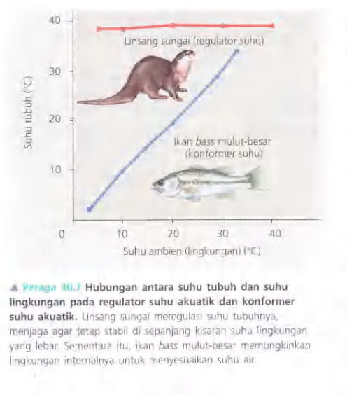 Ilustrasi Bab 40 - Prinsip Dasar Bentuk dan Fungsi Hewan