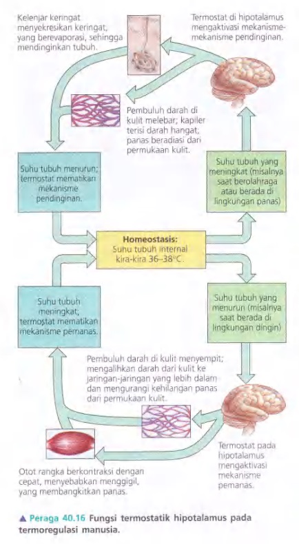 Ilustrasi Bab 40 - Prinsip Dasar Bentuk dan Fungsi Hewan