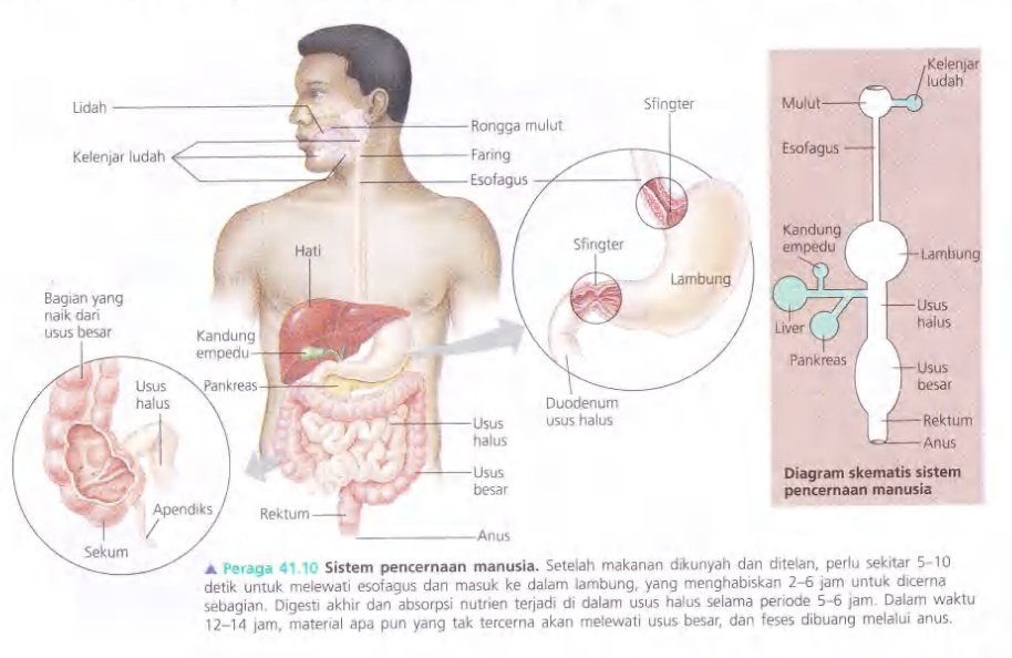 Ilustrasi Bab 41 - Nutrisi Hewan