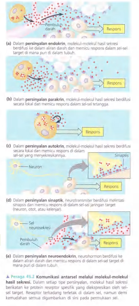 Ilustrasi Bab 45 - Hormon dan Sistem Endokrin
