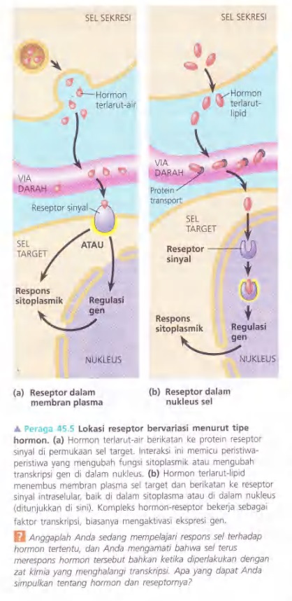 Ilustrasi Bab 45 - Hormon dan Sistem Endokrin