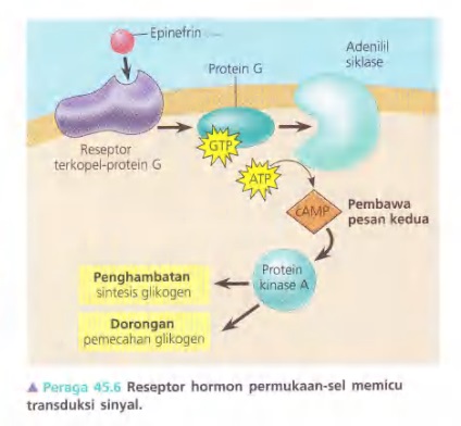 Ilustrasi Bab 45 - Hormon dan Sistem Endokrin