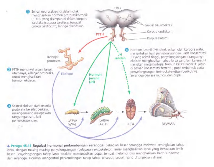 Ilustrasi Bab 45 - Hormon dan Sistem Endokrin