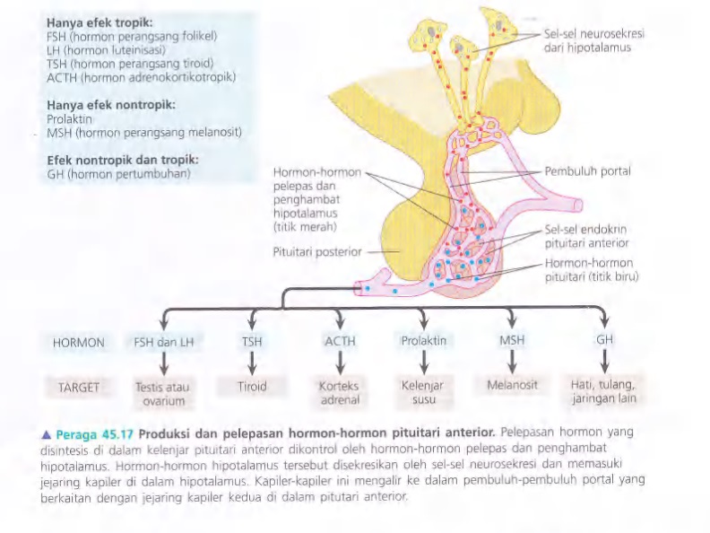 Ilustrasi Bab 45 - Hormon dan Sistem Endokrin