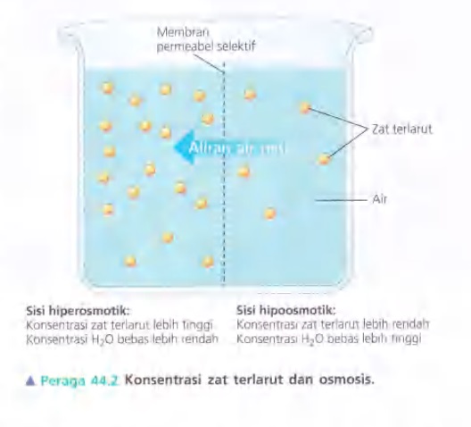 Ilustrasi Bab 44 - Osmoregulasi dan Ekskresi