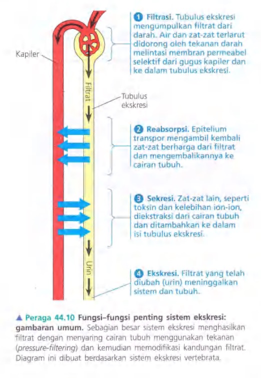 Ilustrasi Bab 44 - Osmoregulasi dan Ekskresi