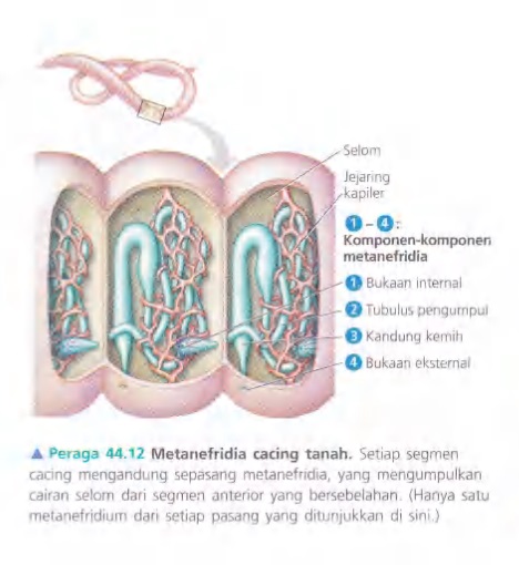 Ilustrasi Bab 44 - Osmoregulasi dan Ekskresi