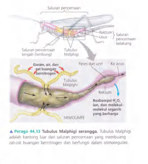 Ilustrasi Bab 44 - Osmoregulasi dan Ekskresi