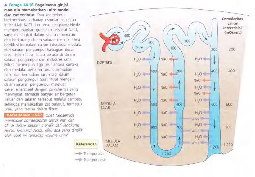 Ilustrasi Bab 44 - Osmoregulasi dan Ekskresi
