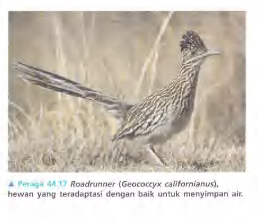 Ilustrasi Bab 44 - Osmoregulasi dan Ekskresi