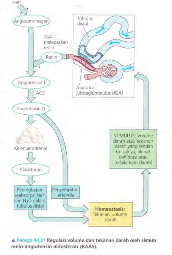 Ilustrasi Bab 44 - Osmoregulasi dan Ekskresi