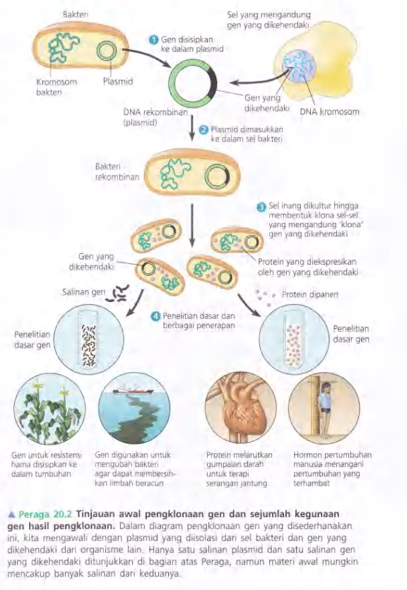 Ilustrasi Bab 20 Bioteknologi