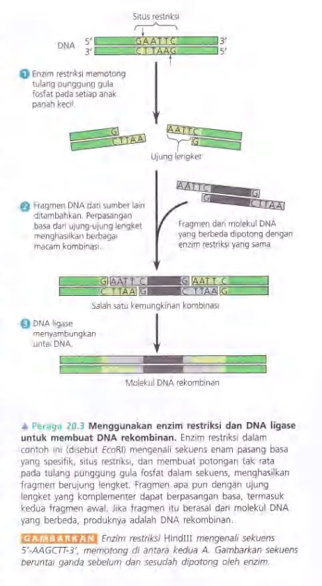 Ilustrasi Bab 20 Bioteknologi